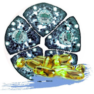 ALIVE FOR HEALTH & REGENERATION